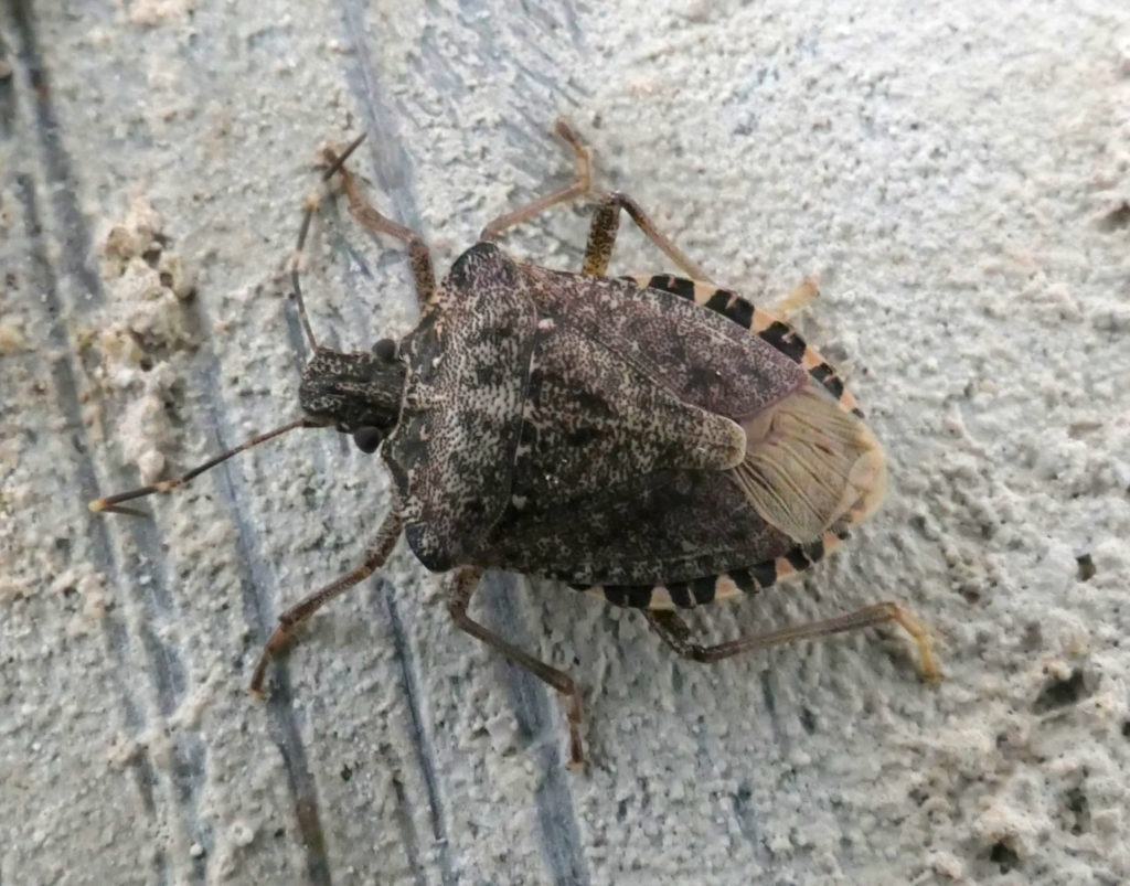 Marmorierte Baumwanze - Halyomorpha halys