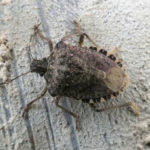Marmorierte Baumwanze - Halyomorpha halys