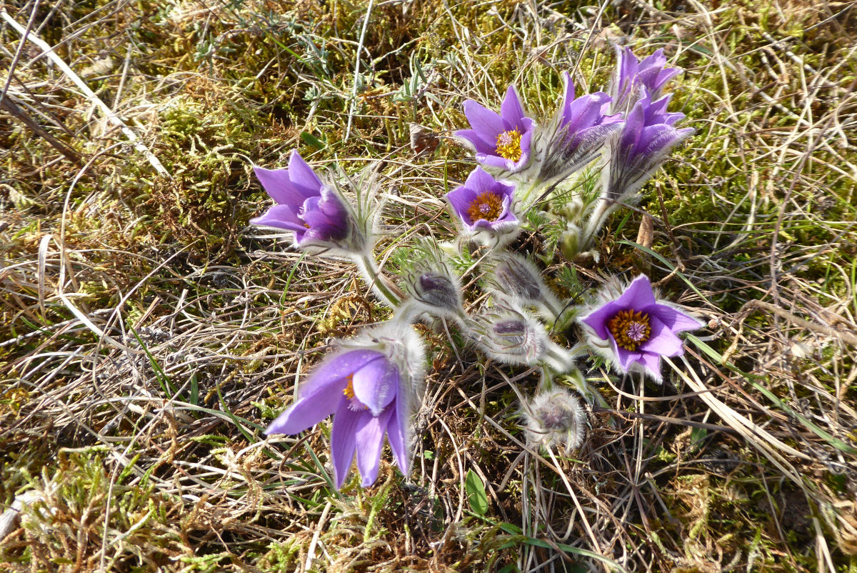 Küchenschelle