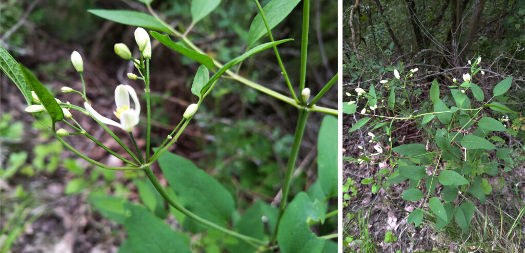 Aufrechte Waldrebe Clematis recta