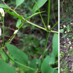 Aufrechte Waldrebe Clematis recta